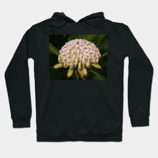 White Waratah Emerging Hoodie